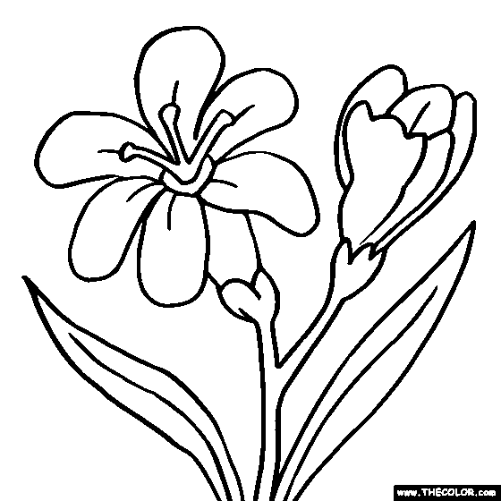 Freesia Flower Online Coloring Page