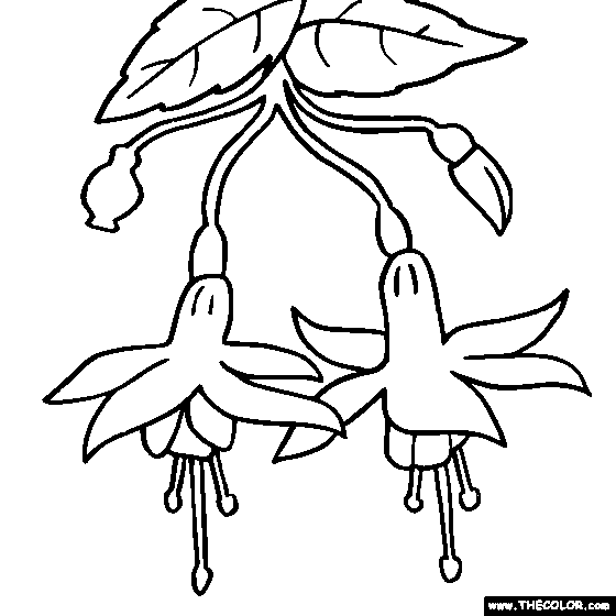 Fuchsia Flower Online Coloring Page
