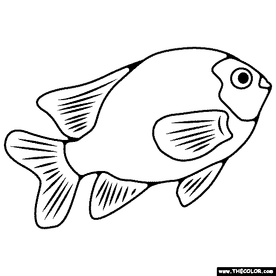 Garibaldi Fish Coloring Page