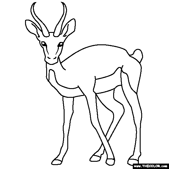Gazelle Coloring Page