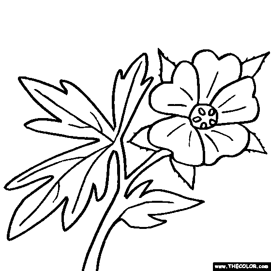 Geranium Flower Online Coloring Page
