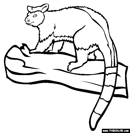 Goodfellows Tree Kangaroo Coloring Page