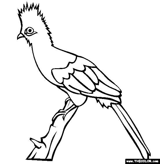 Green Turaco Coloring Page