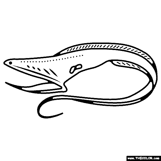 Gulper Eel Coloring Page