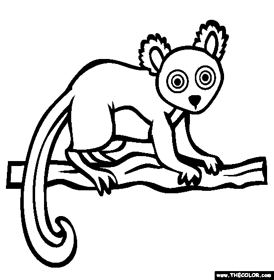 Hairy Eared Dwarf Lemur Coloring Page