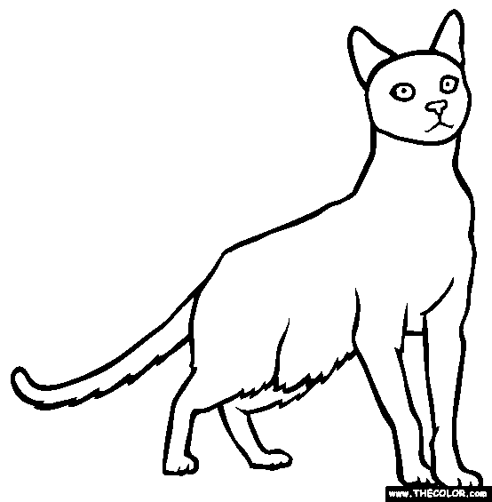 Havana Brown Cat Online Coloring Page