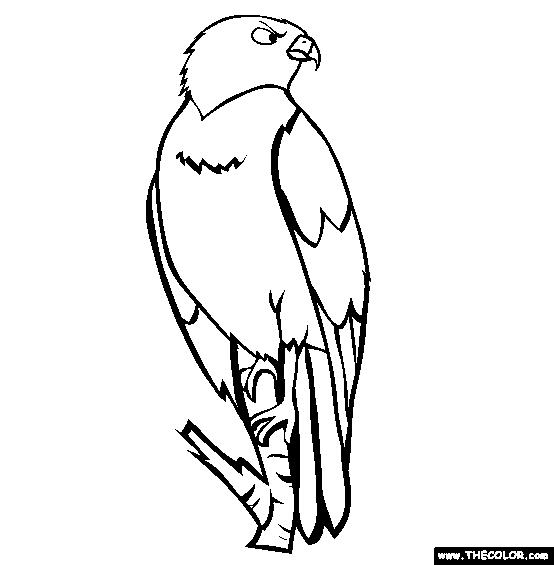 Hawk Coloring Page