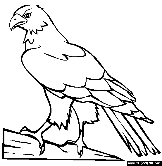Perched Hawk Coloring Page