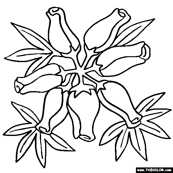 Heather Flower Online Coloring Page Calluna Vulgar