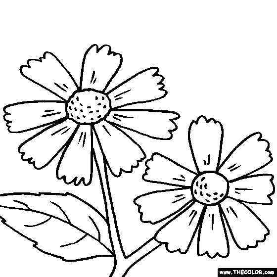 Helenium Flower Coloring Page, Sneezeweed