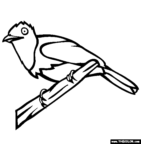 Hooded Pitohui Coloring Page