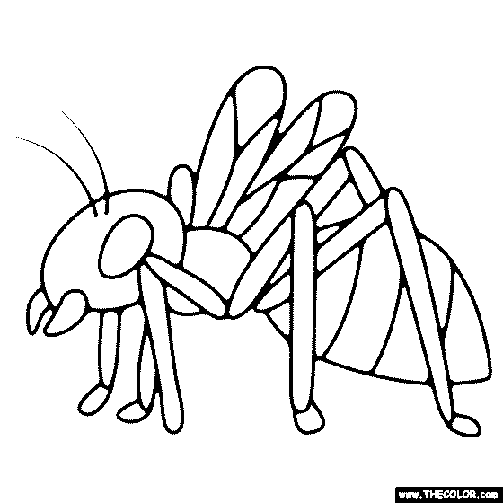 Hornet Coloring Page