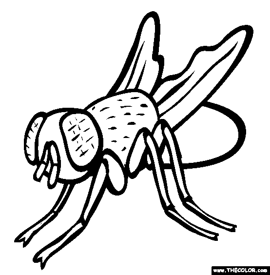 House Fly Coloring Page