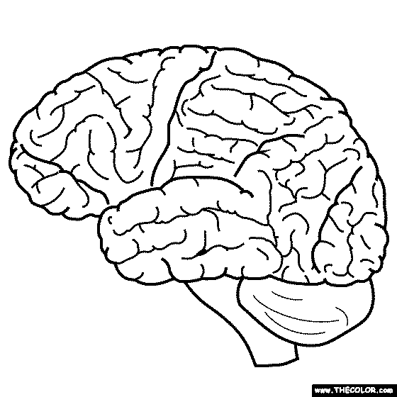 Human Brain Coloring Page