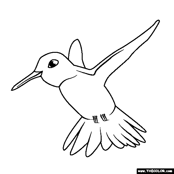 Humming Bird Coloring Page