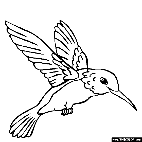 Hummingbird Coloring Page | Color a Humming Bird