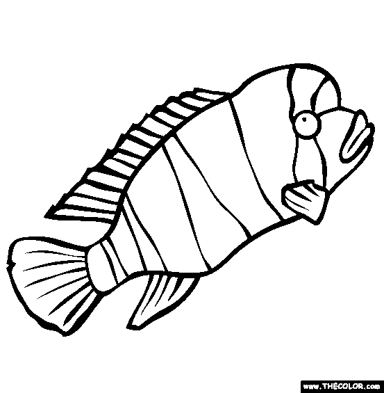 Humphead Cichlid Coloring Page