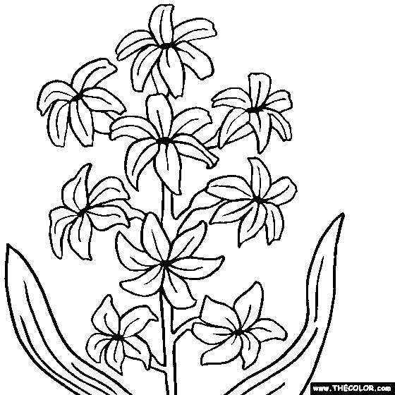 Hyacinth Flower Online Coloring Page