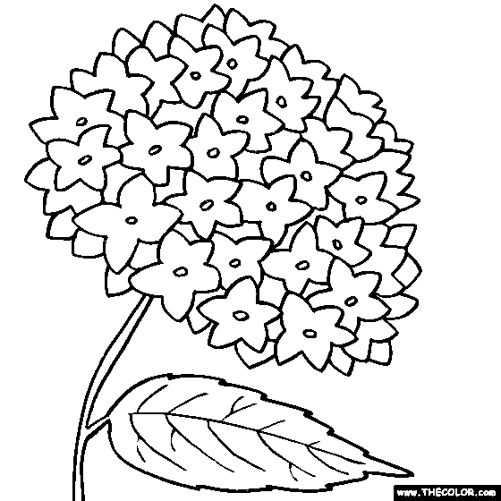 Hydrangea Flower Online Coloring Page