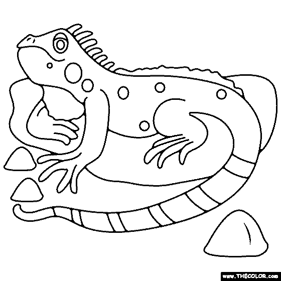 Iguana Coloring Page