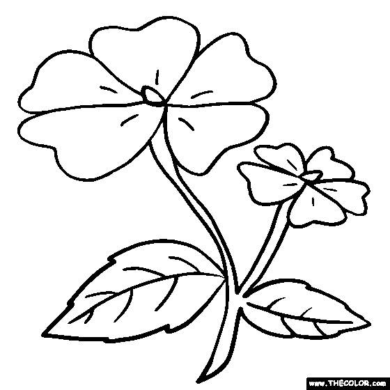 Impatiens Flower Coloring Page