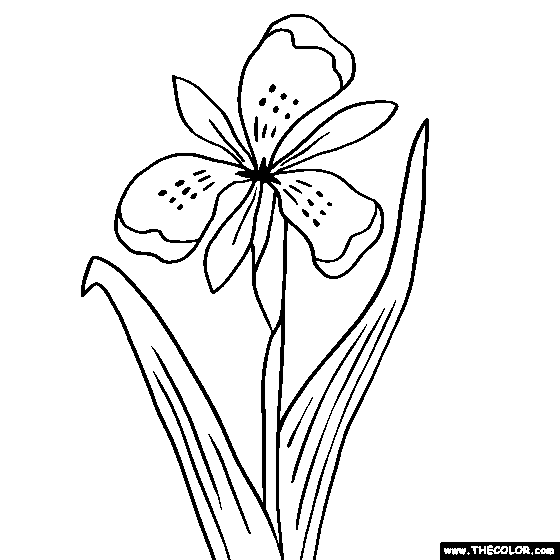 Iris Flower Online Coloring Page