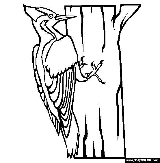 Ivory Billed Woodpecker Coloring Page
