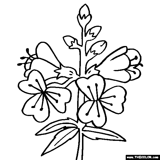 Jacobs Ladder Flower Coloring Page | Polemonium
