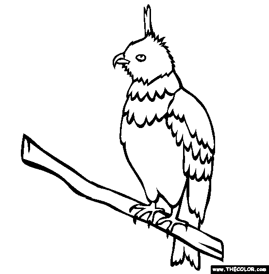 Javan Hawk Eagle Coloring Page