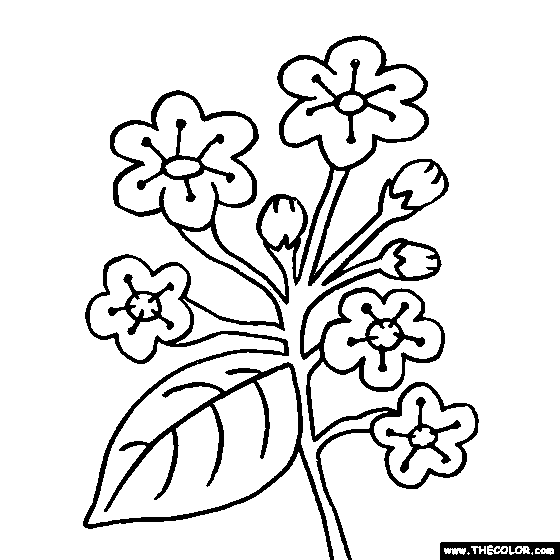 Laurustinus Flower Coloring Page | Viburnum tinus
