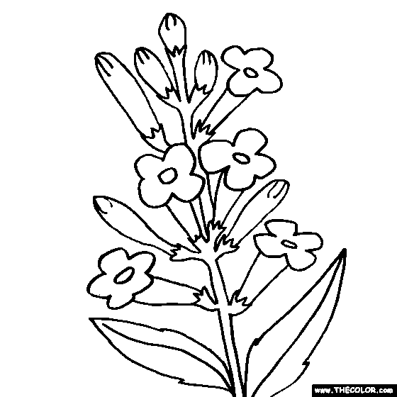 Lavender Flower Coloring Page