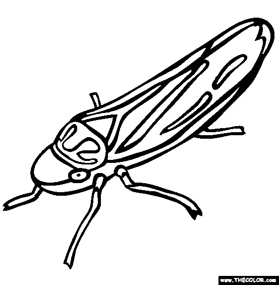 Leafhopper Coloring Page