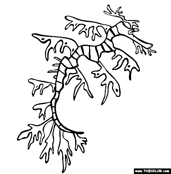 Leafy Sea Dragon Coloring Page