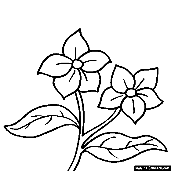Lilac Flower Coloring Page | Syringa