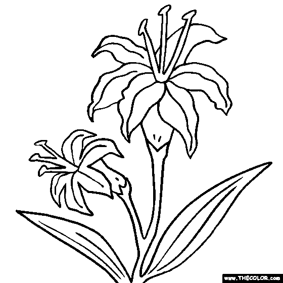 Lilies Flower Coloring Page, Lilium Flowers