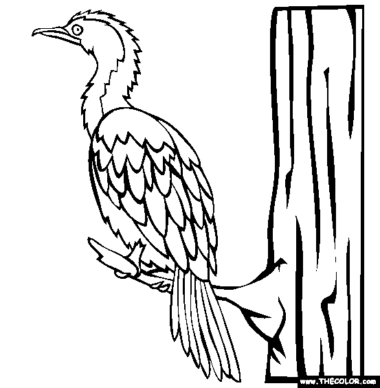 Little Pied Cormorant Coloring Page