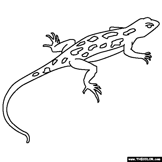 Lizard Coloring Page