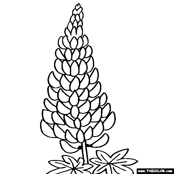 Lupine Flower Coloring Page | Lupinus, Lupin