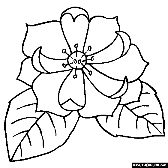 Magnolia Flower Coloring Page, Yoloxochitl Flower