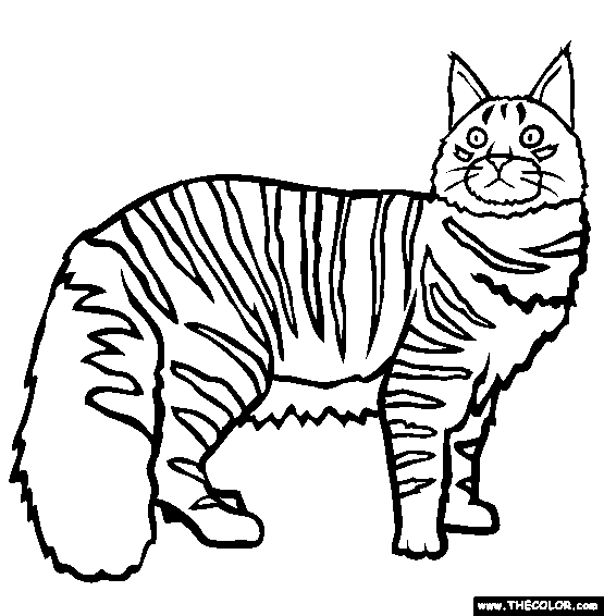 Maine Coon Cat Online Coloring Page