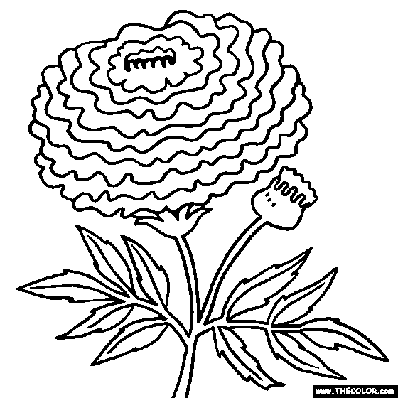 Marigold Flower Coloring Page | Tagetes Coloring
