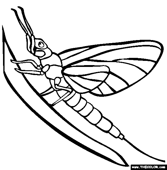 Mayfly Coloring Page