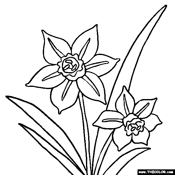 Narcissus or Daffodil Flower Coloring Page