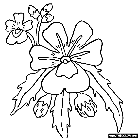 Nemesia Flower Coloring Page | Color Nemesias