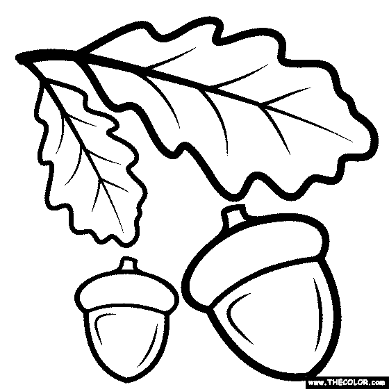 Oak Tree Acorns Coloring Page