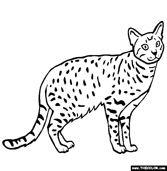 Ocicat Breed Cat Online Coloring Page
