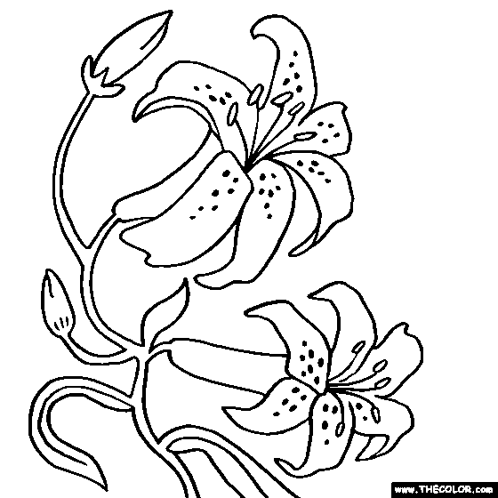 Orchid Flower Coloring Page | Color Orchids