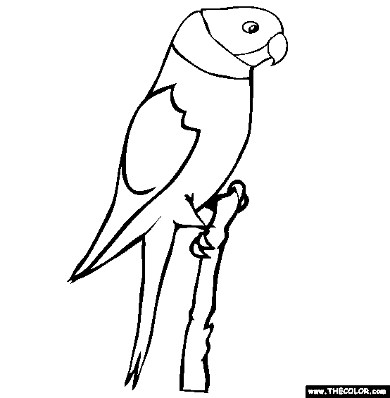 Parakeet Coloring Page