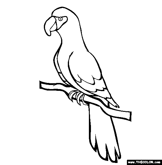 Opila Bird coloring page - Download, Print or Color Online for Free