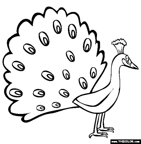 Peacock Coloring Page